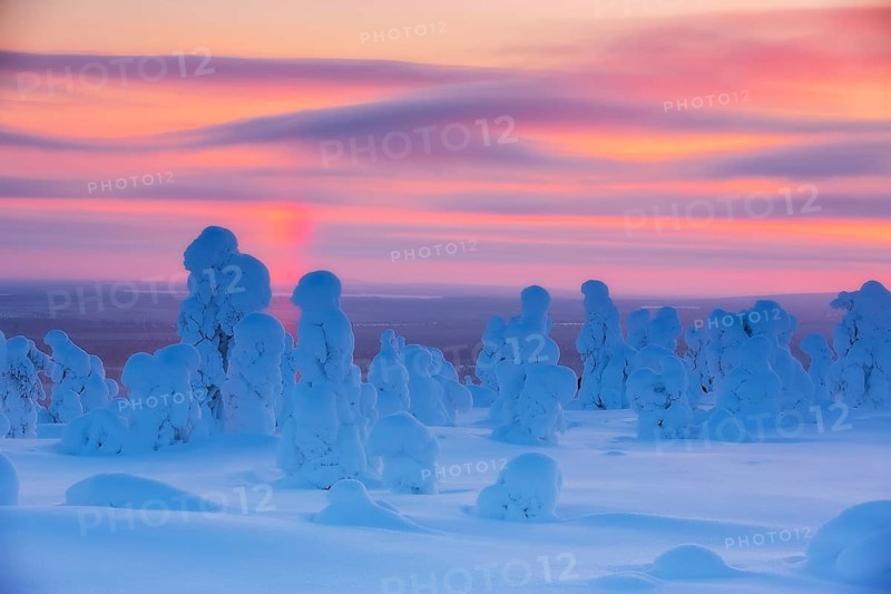 Riisitunturi National Park, Winter sunset in the taiga, spruce trees covered in heavy frost and snow call Tykky, hoarfrost, Posio Municipality, Lapland, Finland