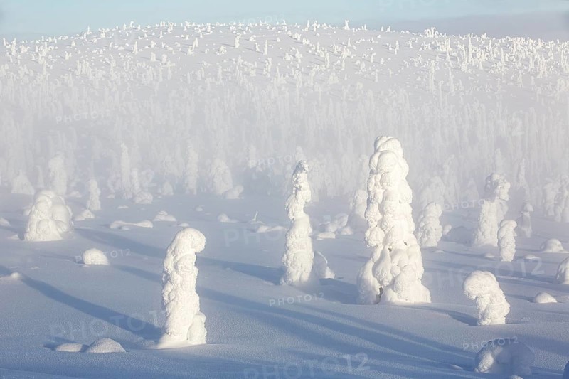 Riisitunturi National Park, winter taiga spruce trees covered in heavy frost and snow call Tykky, hoarfrost, Posio Municipality, Lapland, Finland