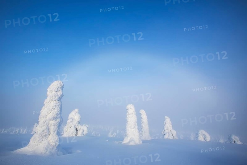 Riisitunturi National Park, winter taiga spruce trees covered in heavy frost and snow call Tykky, hoarfrost, Posio Municipality, Lapland, Finland