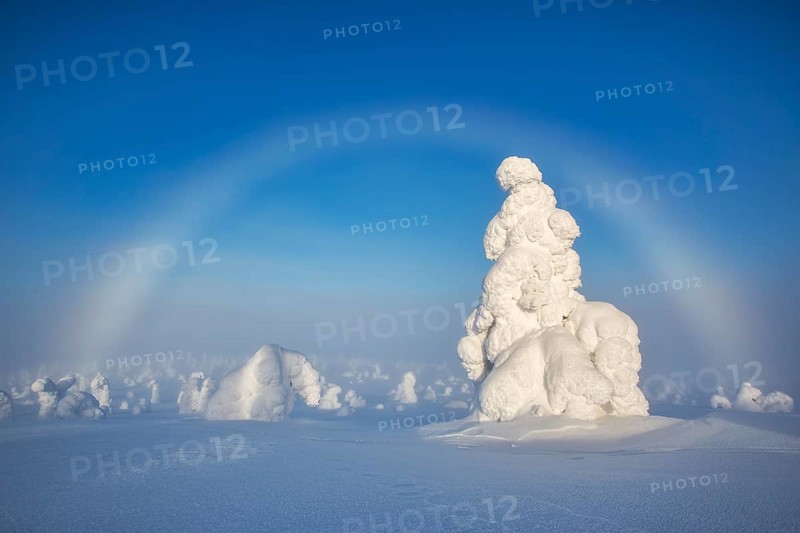 Riisitunturi National Park, winter fog bow and taiga spruce trees covered in heavy frost and snow call Tykky, hoarfrost, Posio Municipality, Lapland, Finland
