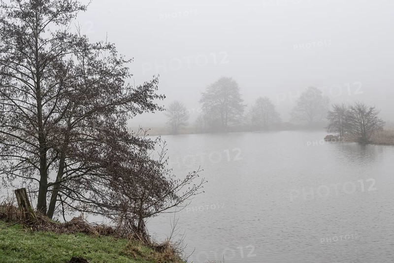 Pond landscape with black alder (Alnus glutinosa) in the fog, Emsland, Lower Saxony, Germany