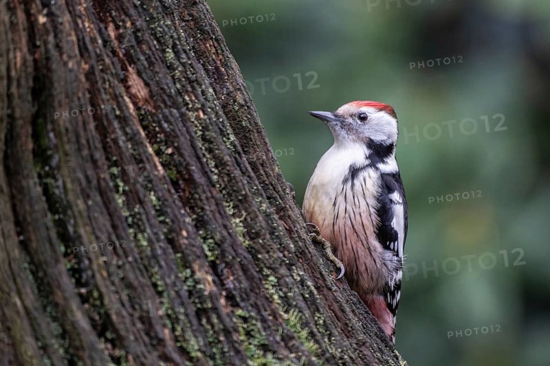 Middle Spotted Woodpecker (Leiopicus medius), Emsland, Lower Saxony, Germany