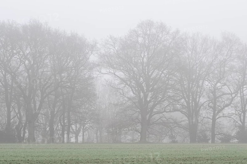 English oaks (Quercus robur) in fog, Emsland, Lower Saxony, Germany