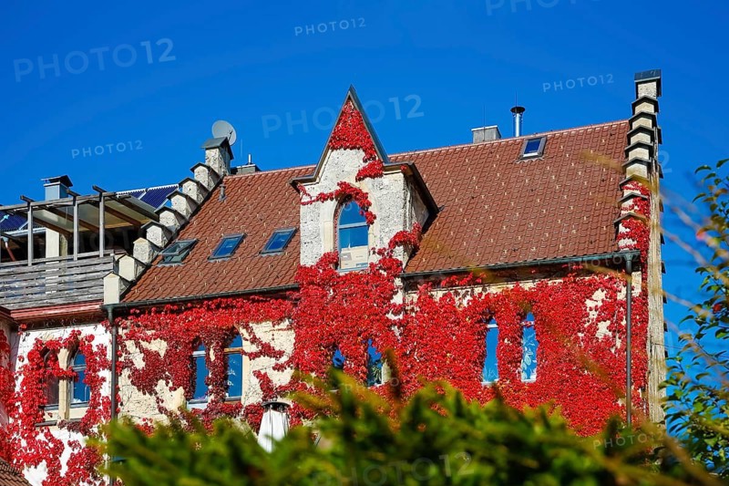 Restaurant Altes Forsthaus near Lichtenstein Castle, restaurant, dining restaurant, historic building, architecture, autumn, Virginia creeper (Parthenocissus quinquefolia), Wild Vine, climbing plant, bright red foliage, leaves, window, Honau, municipality of Lichtenstein, Swabian Alb, Baden-Württemberg, Germany