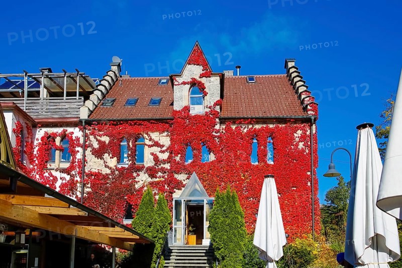 Restaurant Altes Forsthaus near Lichtenstein Castle, restaurant, restaurant, historic building, architecture, autumn, Virginia creeper (Parthenocissus quinquefolia), Wild Vine, climbing plant, bright red foliage, leaves, window, closed parasol, Honau, municipality of Lichtenstein, Swabian Alb, Baden-Württemberg, Germany