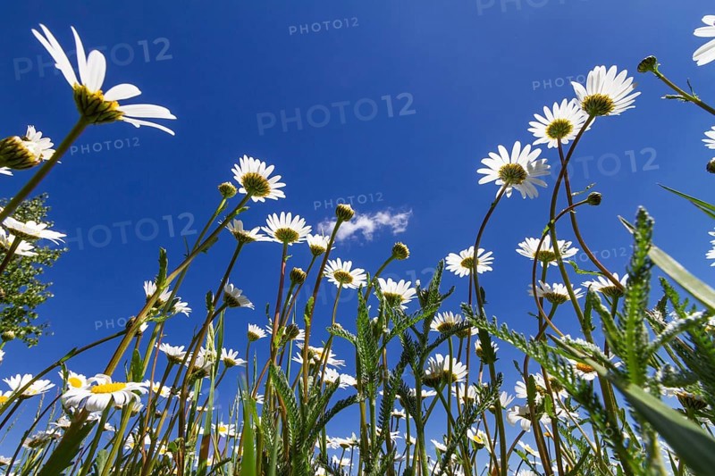 Flower meadow with marguerites (Leucanthemum vulgare), blue sky, Upper Bavaria, Germany