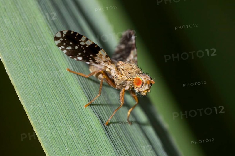 Drill fly (Oxyna sp.), fly, close-up, Upper Bavaria, Germany