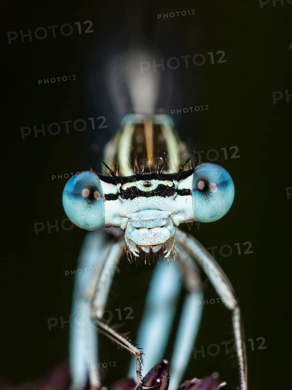 Face of a feather dragonfly (Platycnemis pennipes), male, frontal, portrait, close-up, Upper Bavaria, Germany
