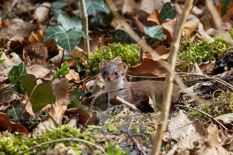 Weasel (Mustela nivalis) in deciduous forest, summer, Upper Bavaria, Germany