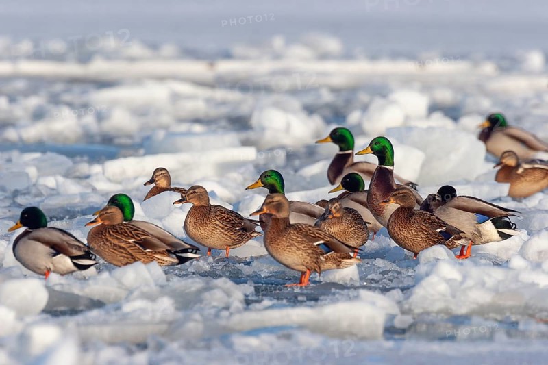 Mallards (Anas platyrhynchos), group on frozen Baltic Sea, winter, Usdom, Mecklemburg-Western Pomerania, Germany