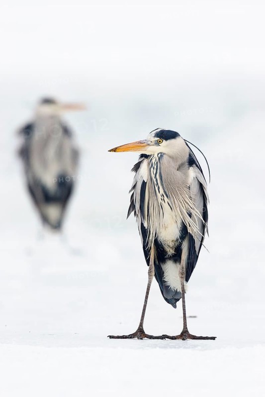 Grey heron (Ardea cinerea), standing on ice, winter, Baltic Sea, Usedom, Mecklenburg-Western Pomerania, Germany