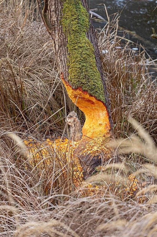 Tree bit by beaver near Spechthausen, Brandenburg, Germany
