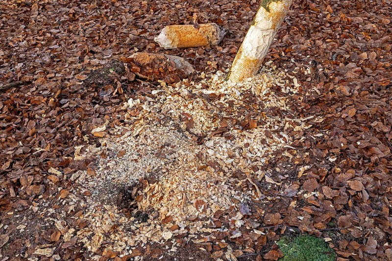 Tree bit by beaver, tree trunk parts near Spechthausen, Brandenburg, Germany