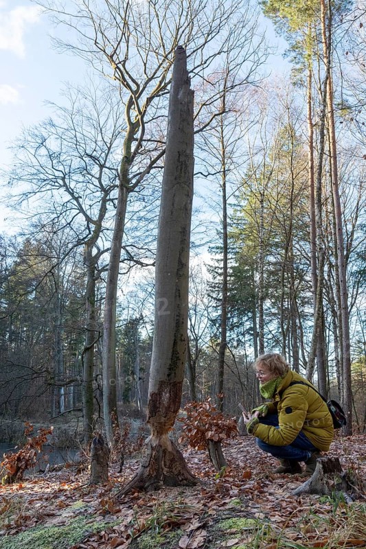 Woman taking pictures of a tree bitten by beaver near Spechthausen, Brandenburg, Germany
