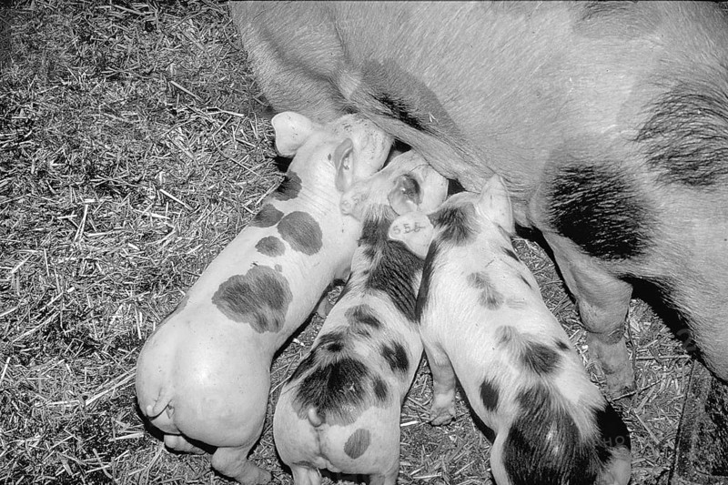 Piglets of the Pietrain breed (Sus scrofa domesticus) suckling with the mother sow, black and white, Franconia, Bavaria, Germany