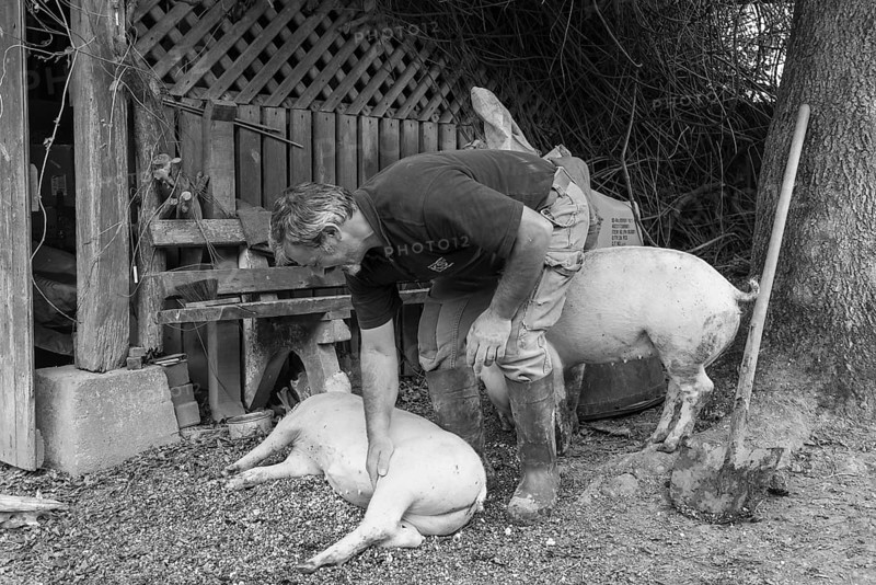 Farmer caressing his two domestic pigs (Sus scrofa domesticus) on his farm, black and white, Middle Franconia, Bavaria, Germany