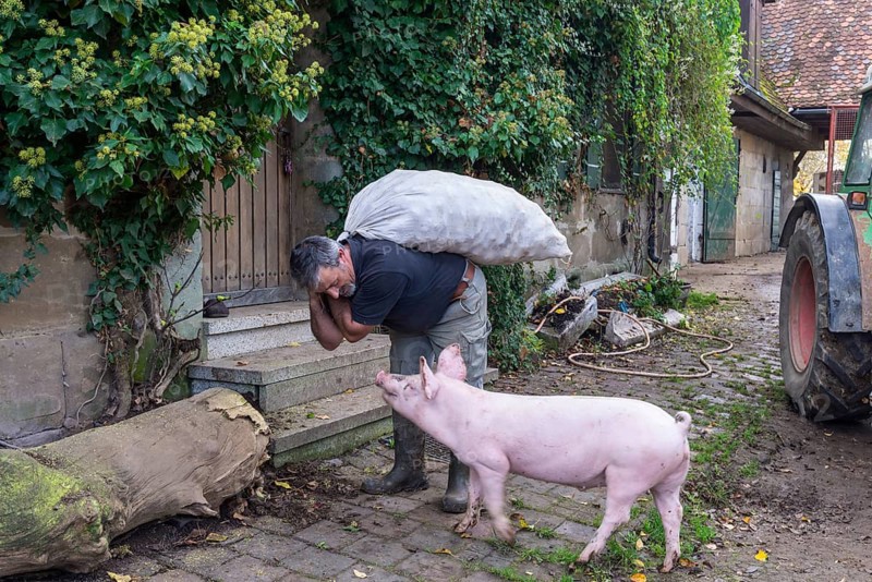 Farmer carrying a sack of potatoes into the house with a domestic pig (Sus scrofa domesticus), Middle Franconia, Bavaria, Germany