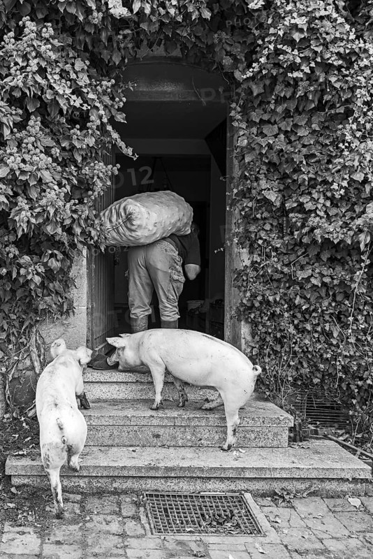 Farmer carries a sack of potatoes into the house, two domestic pigs (Sus scrofa domesticus) follow him, black and white, Middle Franconia, Bavaria, Germany