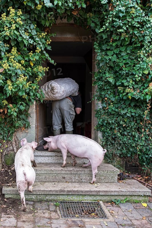 Farmer carries a sack of potatoes into the house, two domestic pigs (Sus scrofa domesticus) follow him, Middle Franconia, Bavaria, Germany