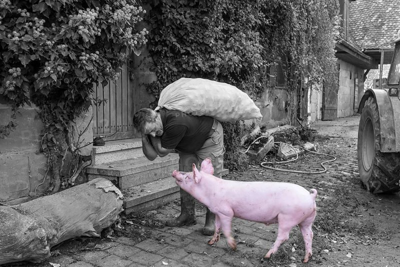 Farmer carrying a sack of potatoes into the house, with a domestic pig (Sus scrofa domesticus), black and white, Middle Franconia, Bavaria, Germany