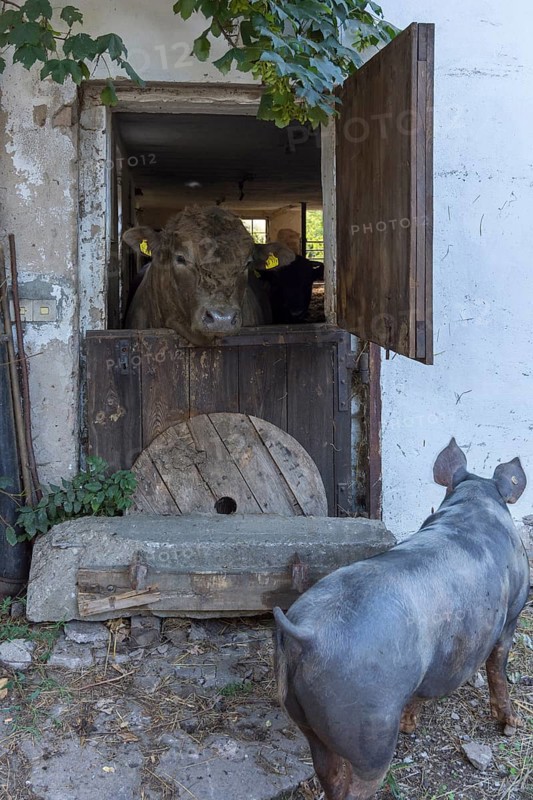 Young bull looking out of a stable door, a mother pig in front, on an old farm, Middle Franconia, Bavaria, Germany