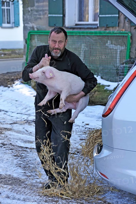 Farmer holding a piglet (Sus scrofa domesticus) in his arms, Tauchersreuth, Middle Franconia, Bavaria, Germany