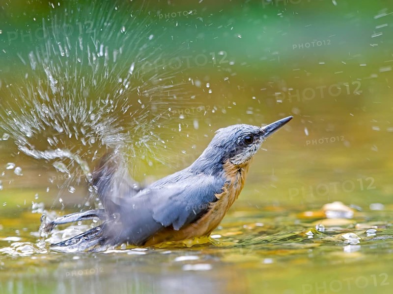 Nuthatch (Sitta europaea) bathing in the river and creating splashing water, vivid scene in natural colours, Solms, Hesse, Germany