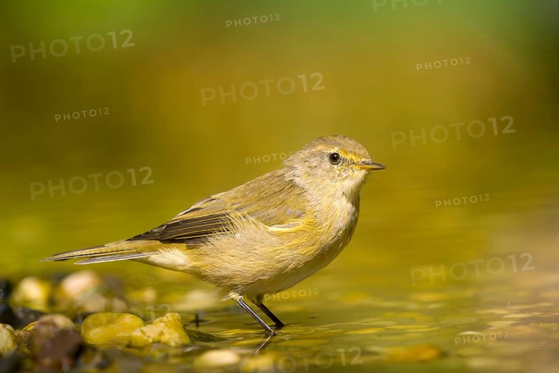 Chiffchaff (Phylloscopus collybita) standing in water in a natural environment with pebbles, Solms, Hesse, Germany