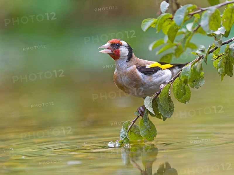 A goldfinch (Carduelis carduelis) on a branch above the water, vivid colours in focus, Solms, Hesse, Germany