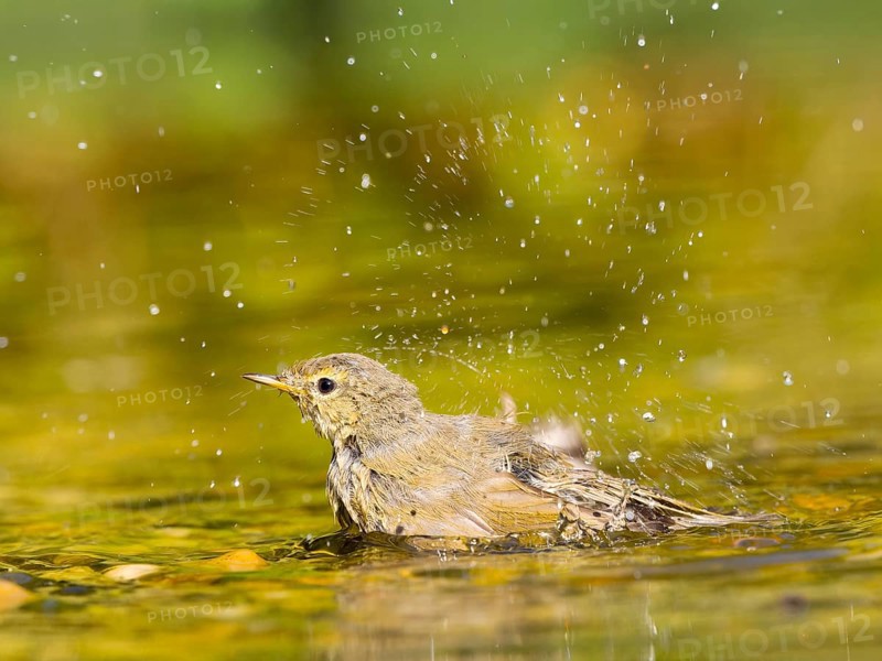 Young chiffchaff (Phylloscopus collybita) bathing and splashing water, golden light reflections create a bright and lively scene, Solms, Hesse, Germany