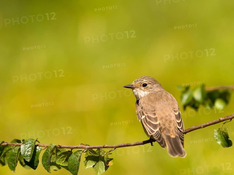 Grey flycatcher (Muscicapa striata) sitting on a branch, green background scenery, Solms, Hesse, Germany