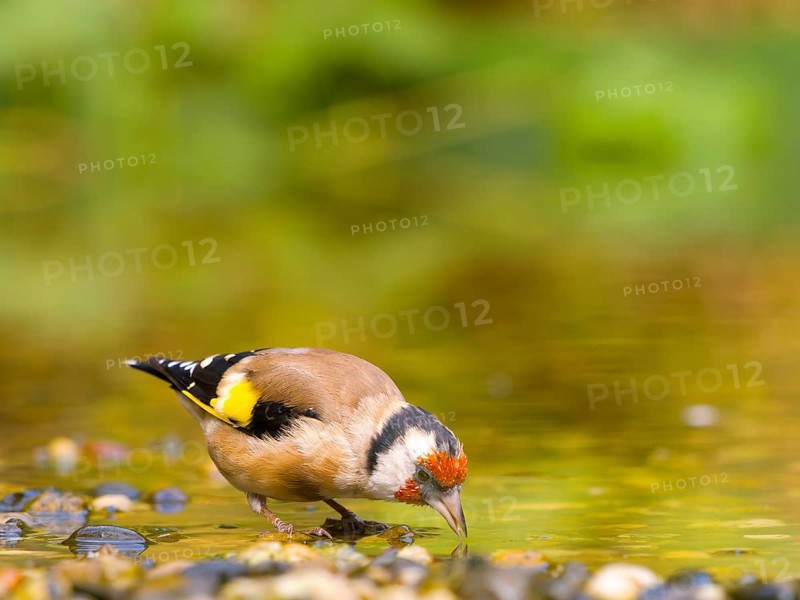 Goldfinch (Carduelis carduelis) bends over and searches for food in the water, surrounded by colours, Solms, Hesse, Germany