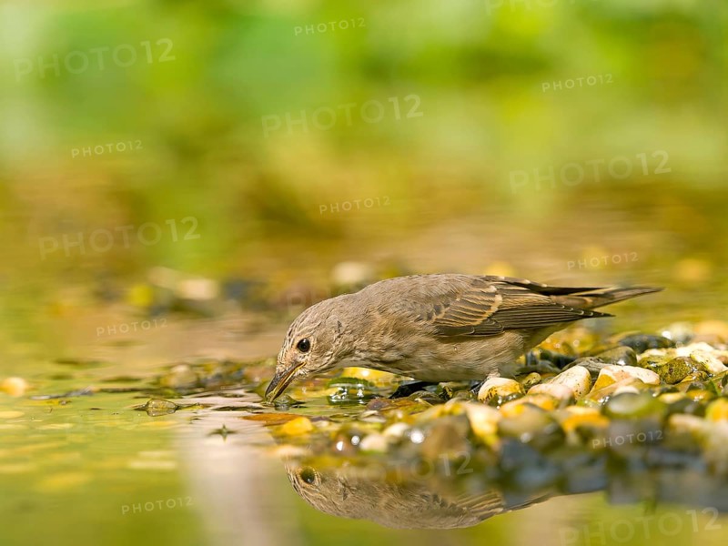 Grey flycatcher (Muscicapa striata) at the water's edge, observing the water amidst pebbles, Solms, Hesse, Germany
