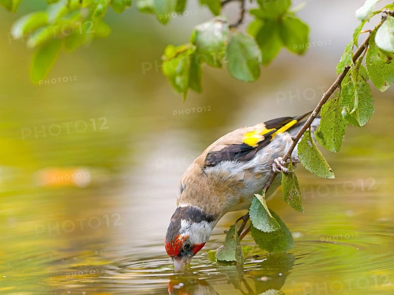 Goldfinch (Carduelis carduelis) bends down to drink water from a pond, framed by green leaves, Solms, Hesse, Germany