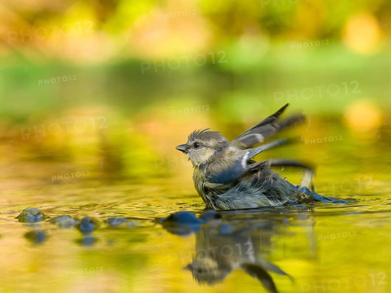 Young blue tit (Cyanistes caeruleus), in the middle of the water with a reflected environment in warm yellow and green tones, calm atmosphere, Solms, Hesse, Germany