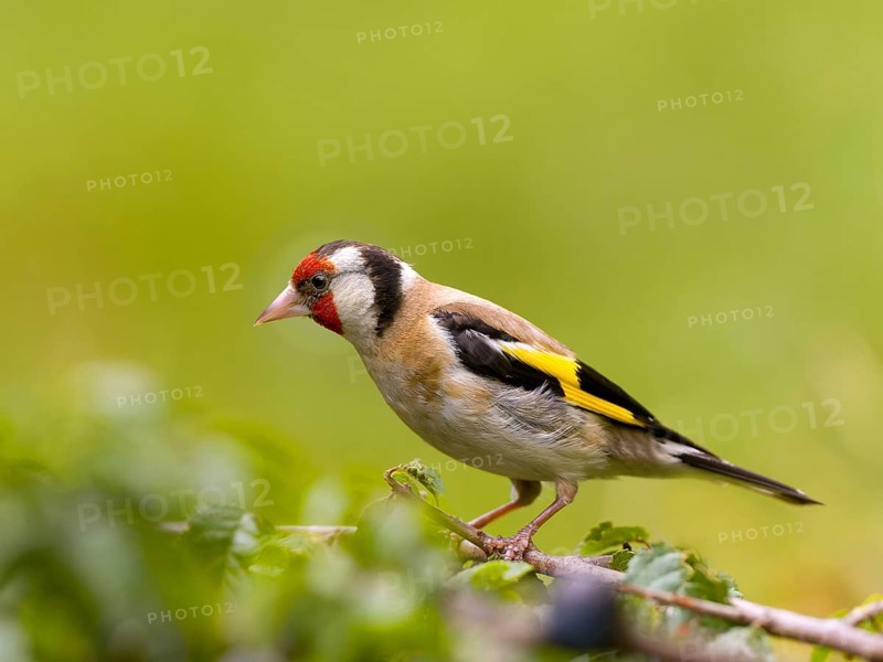 Goldfinch (Carduelis carduelis) with yellow and red feathers sitting on a branch, surrounded by green background, Solms, Hesse, Germany