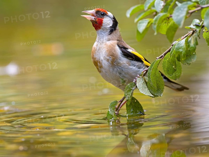 Goldfinch (Carduelis carduelis) sitting on a branch in shallow water, surrounded by green leaves and a lively atmosphere, Solms, Hesse, Germany