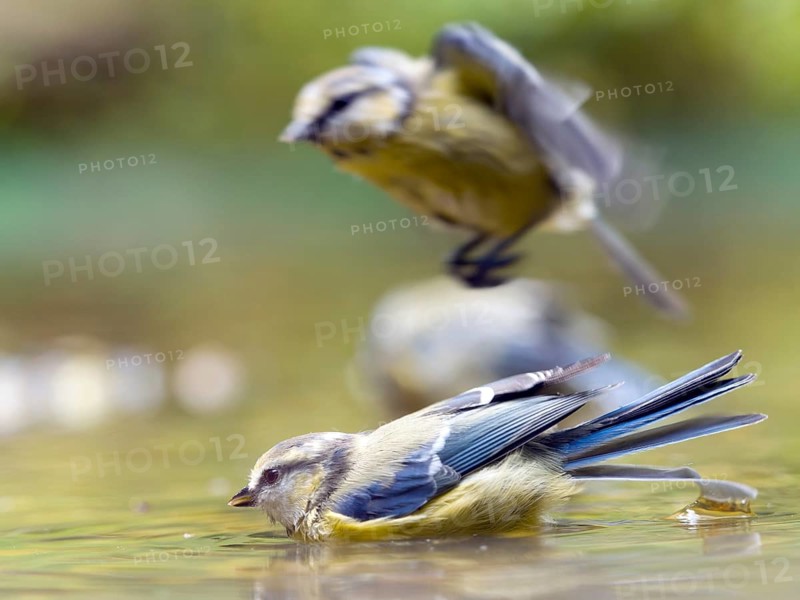 Two blue tits (Cyanistes caeruleus), bathing in the water, one of them takes off. The atmosphere is relaxed and natural, Solms, Hesse, Germany