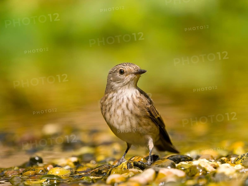 Grey flycatcher (Muscicapa striata) standing attentively between pebbles in green surroundings, Solms, Hesse, Germany