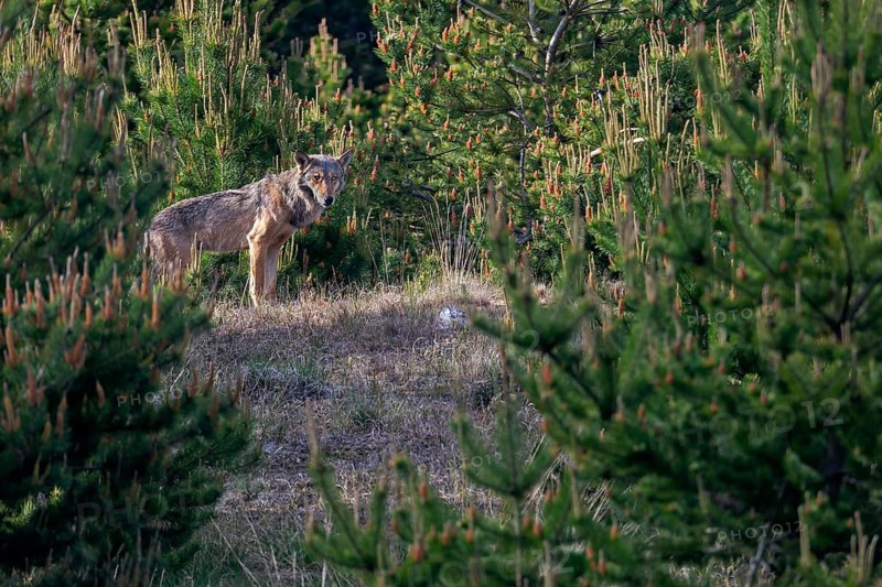 After this photo, the male wolf (Canis lupus) jumps into the forest behind him, leaving behind an indescribably happy and excited photographer, excitement, Denmark