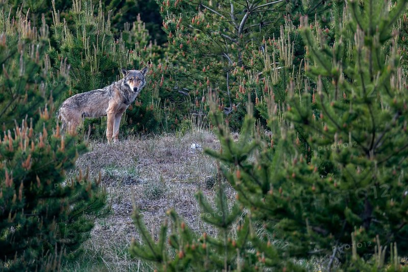 This encounter with a wolf (Canis lupus) is one of my most exciting nature experiences, especially as the male appeared in the exact place I had discovered shortly in front of, excitement, Denmark