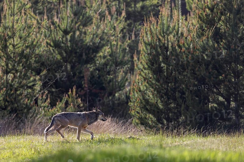 After several days of searching and a brief encounter the day in front of, I come across the male wolf (Canis lupus) in the early evening in a forest aisle when I try to photograph 2 fallow deer, excitement, Denmark