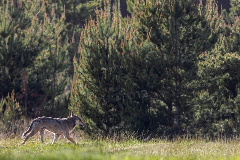 When I see the male wolf (Canis lupus) for the first time, he is only 20 metres away from 2 fallow deer at the edge of the forest, unfortunately I was immediately spotted by him, otherwise he would probably have attacked the deer, tension, Denmark