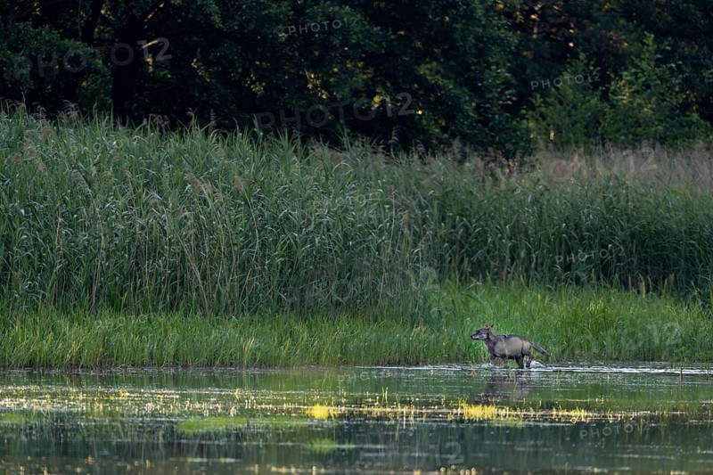While a yearling wolf carries the remains of the red deer calf (Cervus elaphus) to the pups, an adult wolf (Canis lupus) follows at a suitable distance, prey, hunting success, Germany