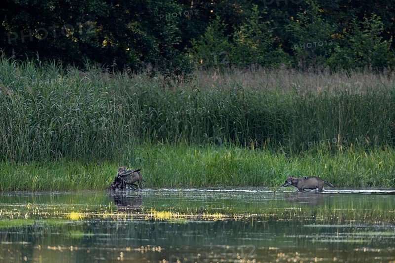 Two wolves (Canis lupus) have successfully hunted and captured a red deer calf (Cervus elaphus), a few minutes later a large part of the prey is eaten, the prey remains are brought to the pups, prey, hunting success, Germany