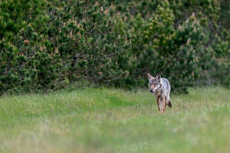 Shortly in front of, the female Grey wolf (Canis lupus) had run out of the pine thicket into the clearing, disappeared behind a heather hill and then moved directly in my direction / Canis lupus