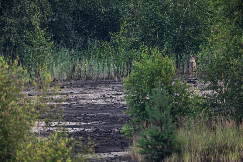 Almost unnoticed, the male wolf (Canis lupus) has stopped and is watching me again from good cover, brown coal, open-cast mine, Germany