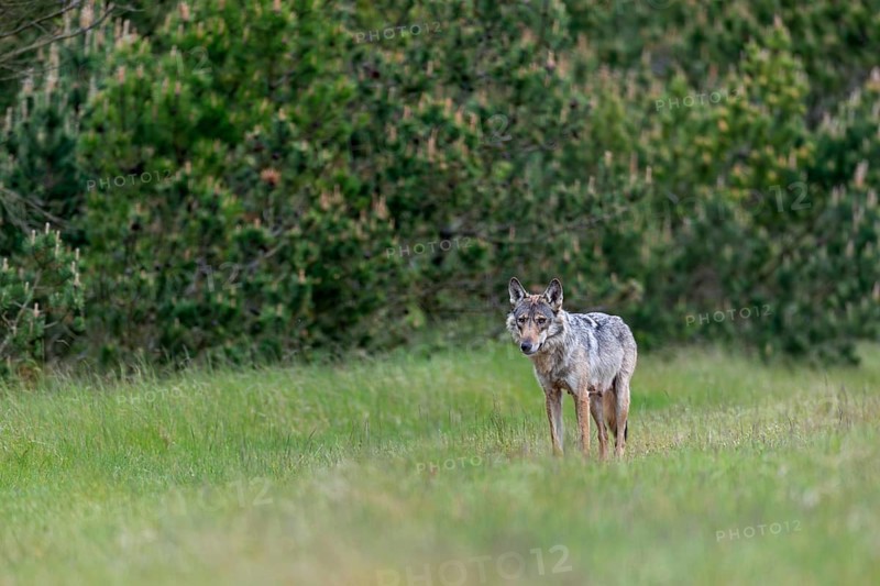 The wolf pheasant (Canis lupus) stands relaxed at the edge of the forest clearing, rearing its young, Denmark