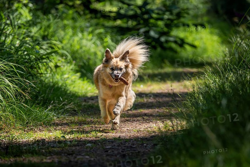 Dog, mixed breed, runs