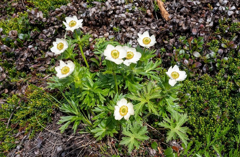 Narcissus anemone (Anemone narcissiflora), white flower, Alaska, USA